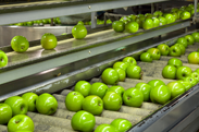 Food Processing